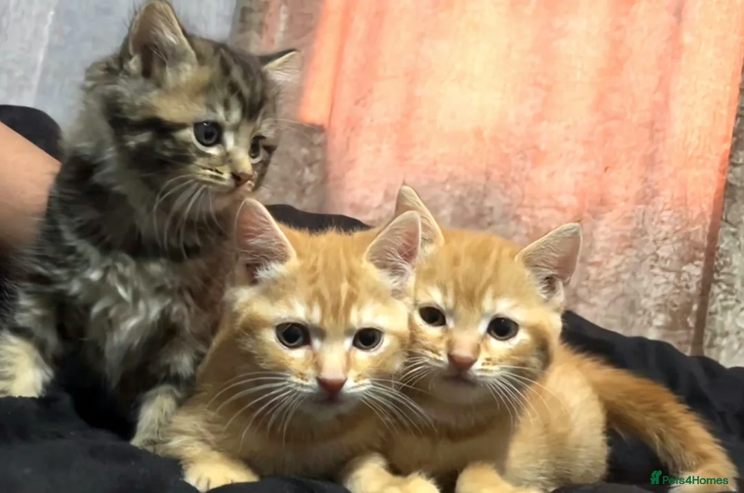 Mixed Breed cats for sale: maine coon x british short hair - Advert 1