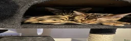 Bengal cats for sale: brown spotted bengal girl  in Bristol - Advert 2