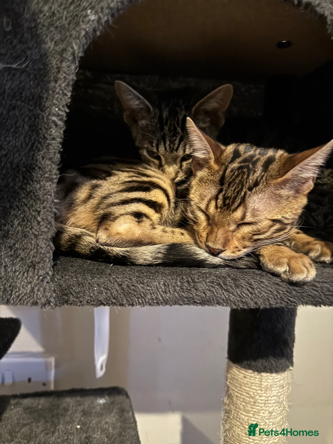 Bengal cats for sale: brown spotted bengal girl  in Bristol - Advert 2