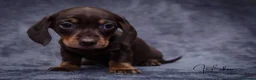 Miniature Dachshund dogs for sale: 1 little choc and tan girl ready to go now  - Advert 2