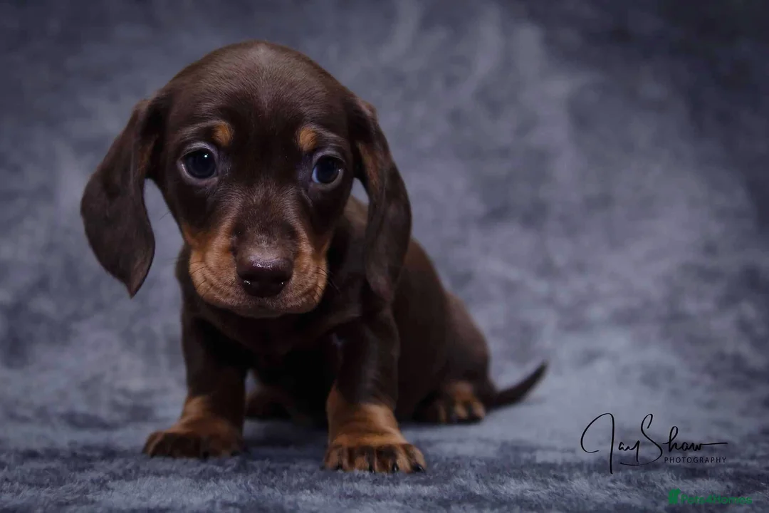 Miniature Dachshund dogs for sale: 1 little choc and tan girl ready to go now  - Advert 2