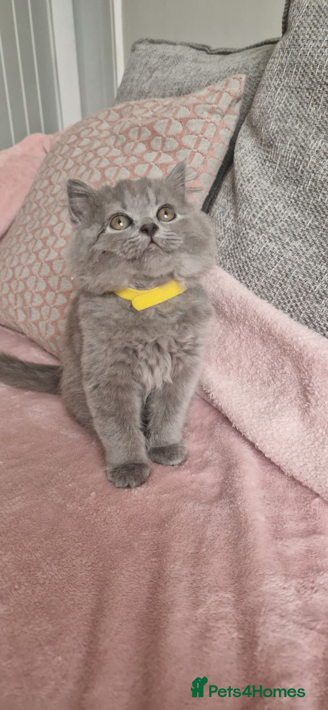 British Longhair cats for sale: ACTIVE REGISTERED BLH GIRL, GCCF, PEDIGREE - Image 4