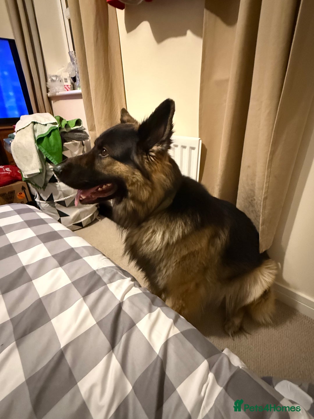 German Shepherd dogs for sale: 2 year old beautiful male for sale  - Image 3