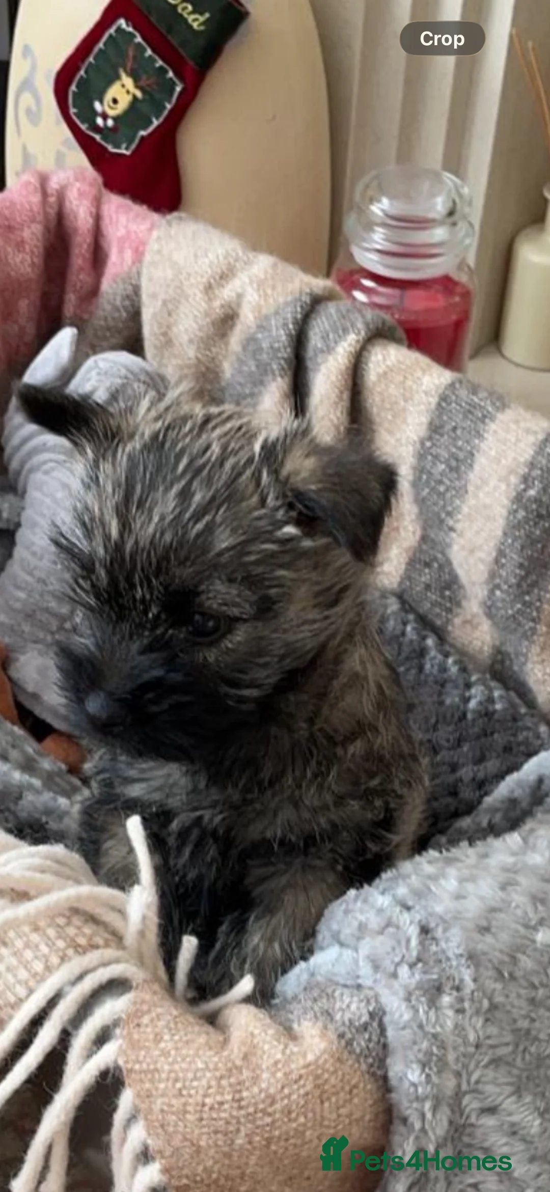 Cairn Terrier dogs for sale: Cairn terrier pups  - Advert 5