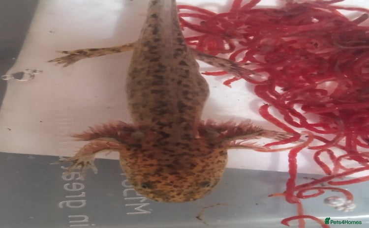 Axolotl reptiles - Advert 1