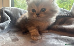 Persian cats for sale: Persian Ragdoll Kittens  - Image 22