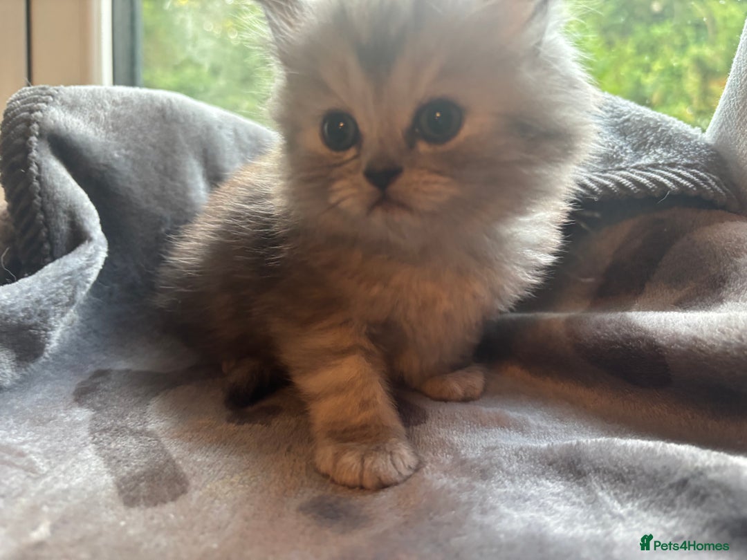Persian cats for sale: Persian Ragdoll Kittens  - Image 22