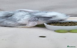 Mini Lop rabbits for sale: Adorable Mini Lop Bunny Looking for a Loving Home! - Image 3