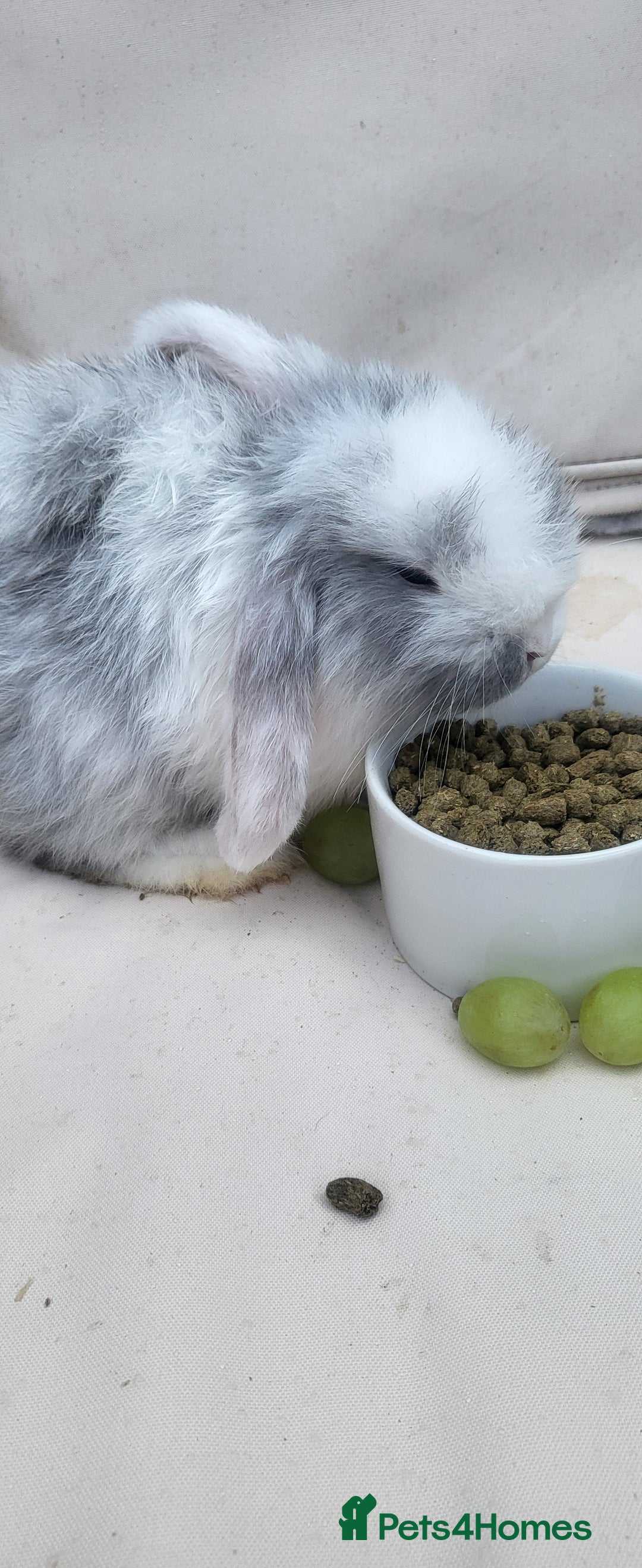 Mini Lop rabbits for sale: Adorable Mini Lop Bunny Looking for a Loving Home! - Image 3