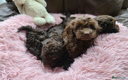 Cavapoo dogs for sale: Chocolate F1B Cavapoos. Health Tested.  - Image 28