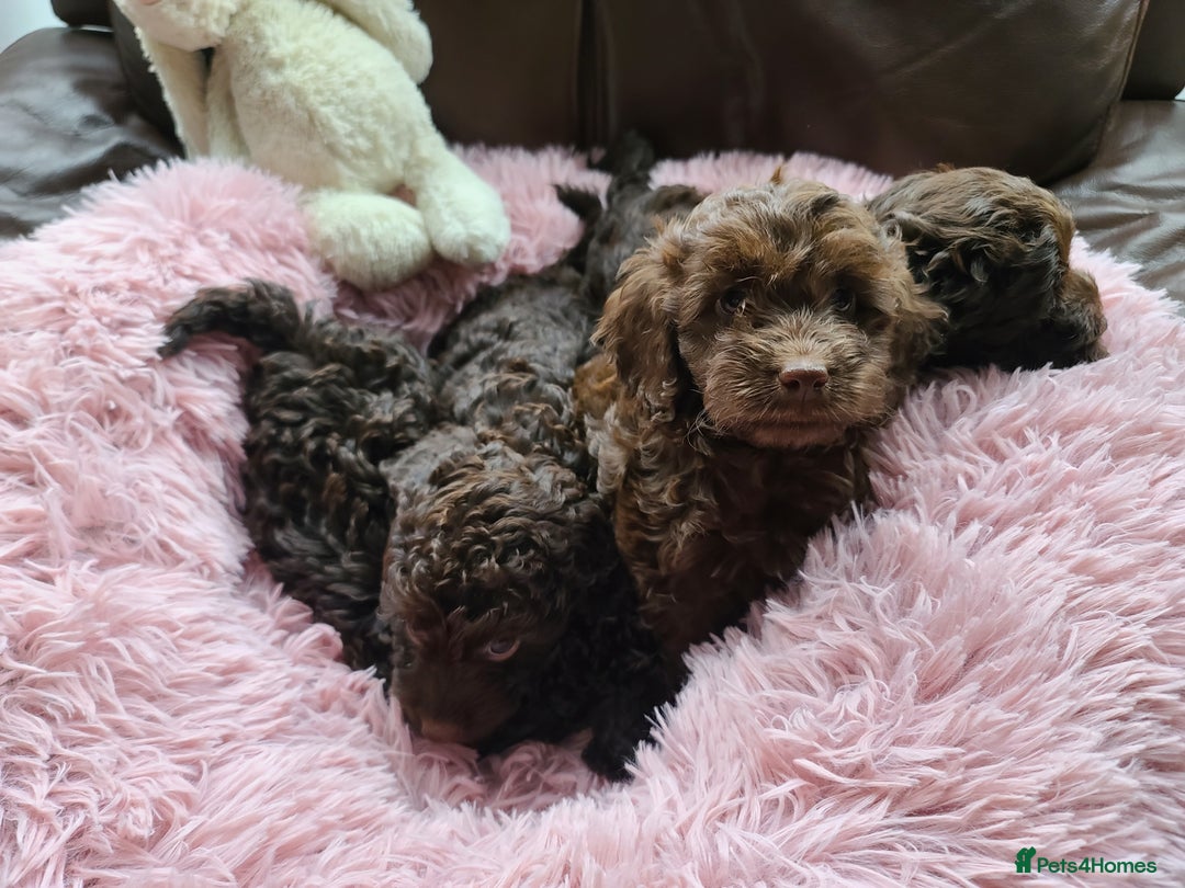 Cavapoo dogs for sale: Chocolate F1B Cavapoos. Health Tested.  - Image 28
