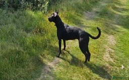 Mixed Breed dogs for sale: Labrador x terriers x lurchers x  - Image 4