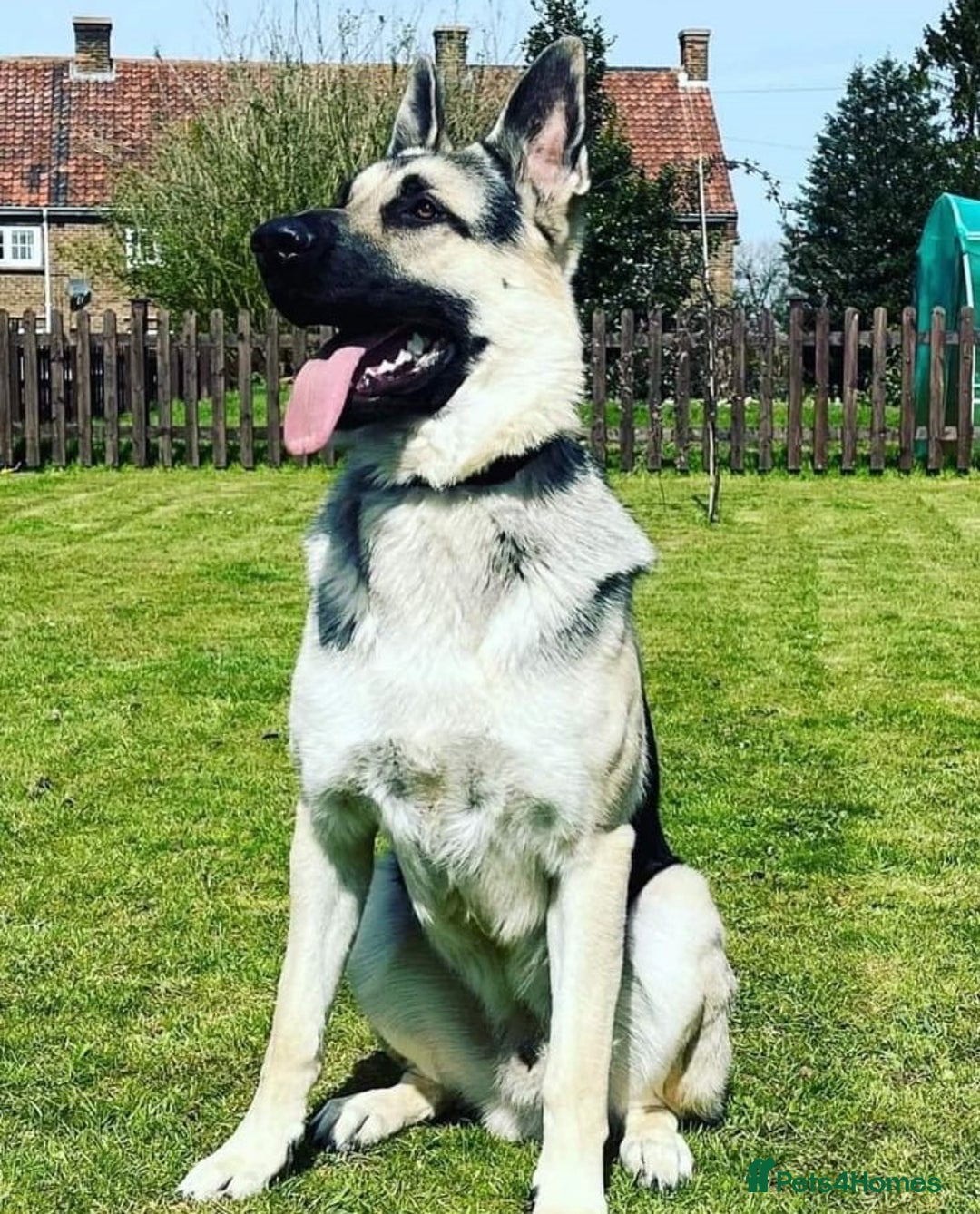 German Shepherd dogs for sale: ⚡RARE EAST EUROPEAN SHEPHERD PUPPIES AVAILABLE⚡ - Image 34