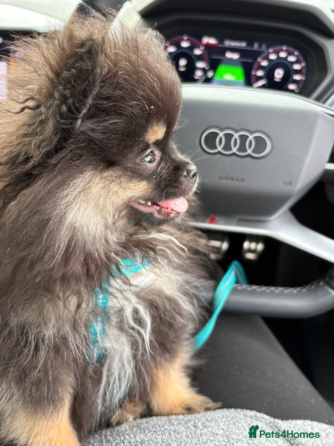 Pomeranian dogs for sale: Bear the tiny Pomeranian  - Image 5