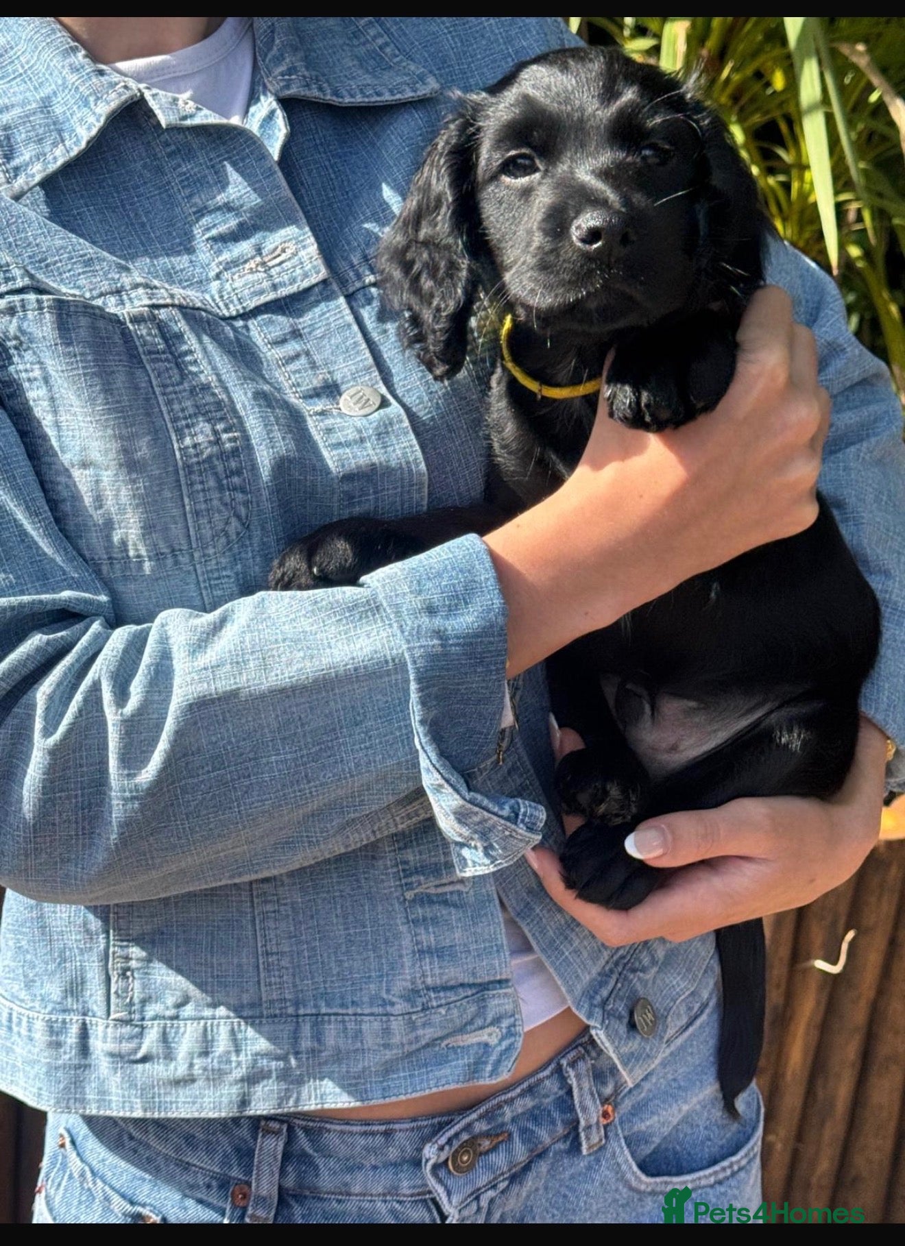 Cocker Spaniel dogs KC registered FTCh lines Cocker Spaniel puppies  - Advert 2