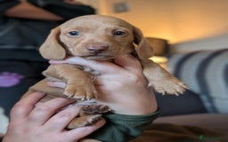 Miniature Dachshund dogs for sale: 4 beautiful boys PRA clear - Image 11