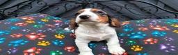 Cocker Spaniel dogs for sale: KC cocker spaniel puppies.  - Advert 16