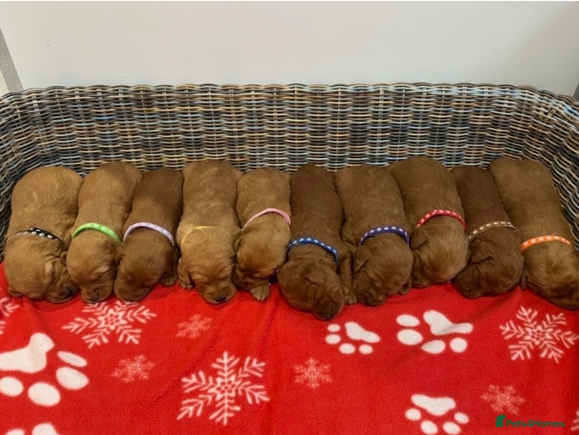 Labradoodle dogs ⭐️Fully Health Tested F1 Miniature Labradoodles⭐️ - Advert 2