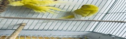 Budgerigars birds for sale: Adult Male Budgies & Cage - Advert 3