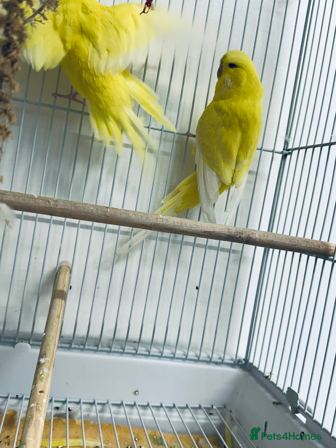 Budgerigars birds for sale: Adult Male Budgies & Cage - Advert 3