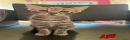 Mixed Breed cats for sale: Cretan wildcat/domestic shorthair  - Advert 7