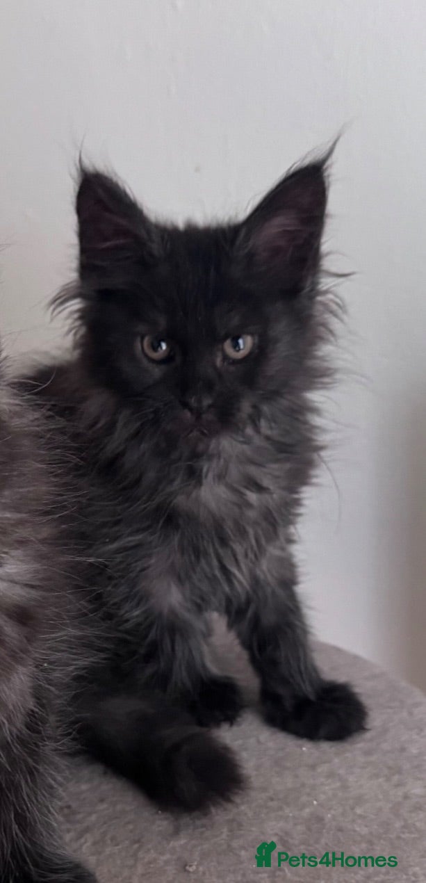 Maine Coon cats Maine Coon active kittens  - Advert 3