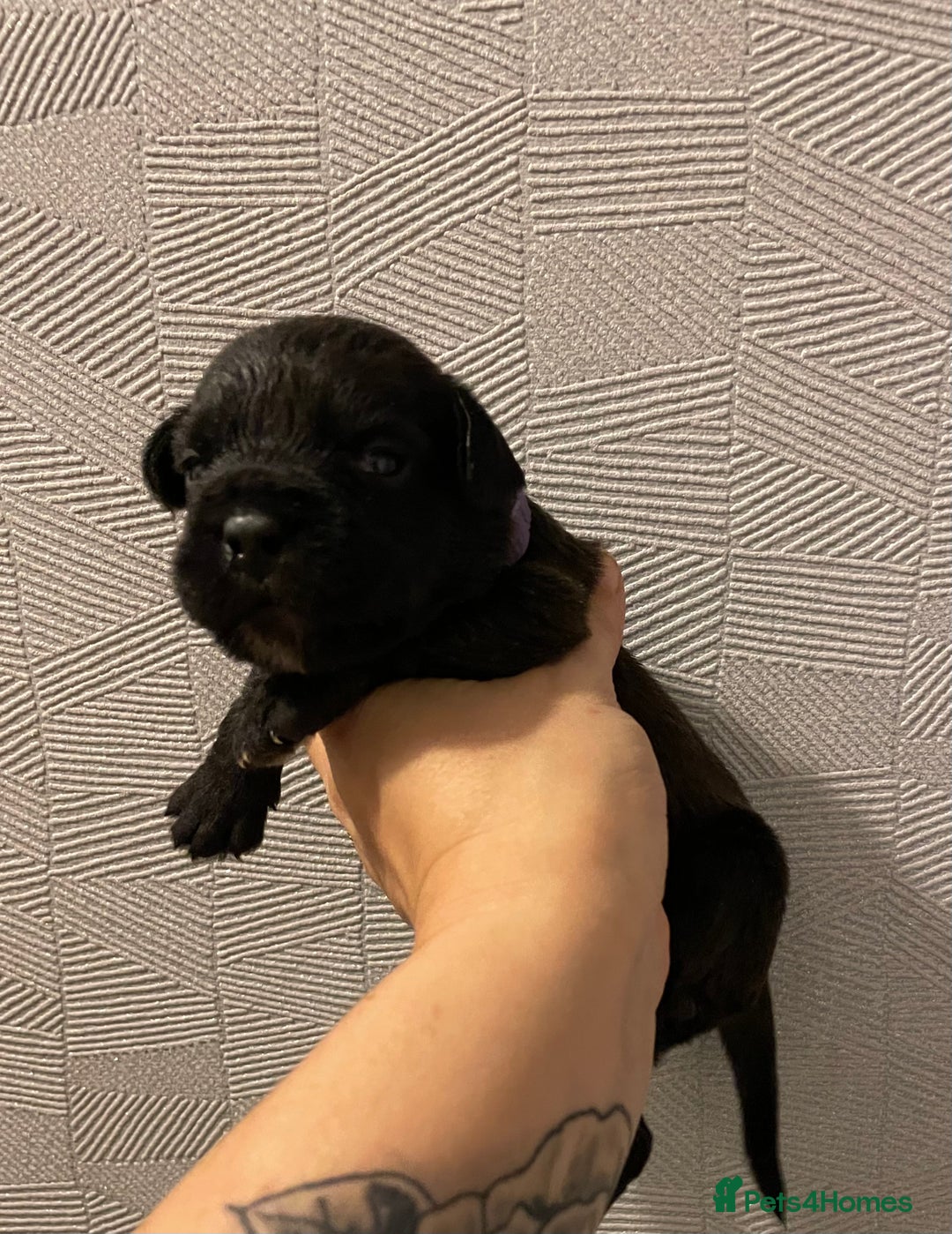 Mixed Breed dogs for sale: READY FOR THERE FOREVER HOMES 1 GIRL & - BOY  - Advert 18