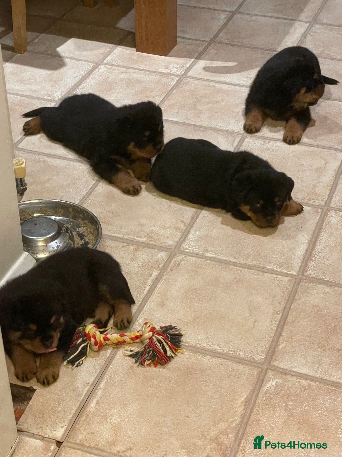 Rottweiler dogs for sale: KC Registered Rottweiler Puppies - Advert 2