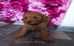 Cavapoo dogs for sale: CAVAPOO F1B RED HEALTY TESTED PARENTS - Image 14