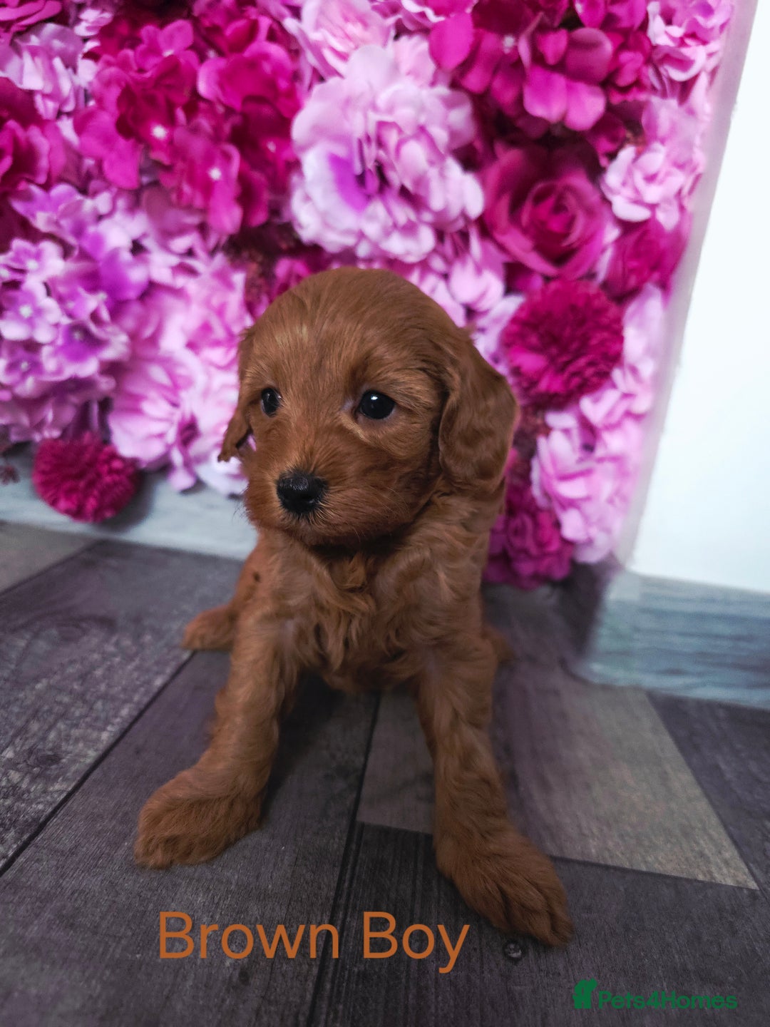 Cavapoo dogs for sale: CAVAPOO F1B RED HEALTY TESTED PARENTS - Image 14