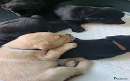 Labrador Retriever dogs for sale: Family bred Labrador puppies - Image 17