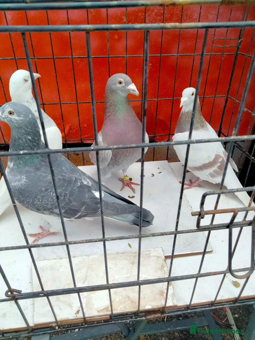 Pigeons birds for sale: Pigeones for sale  - Advert 7