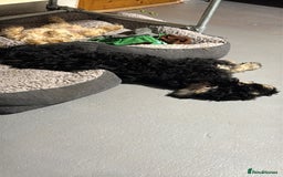 Bernedoodle dogs for sale: Beautiful Young Bernedoodle - Full of Love - Image 3