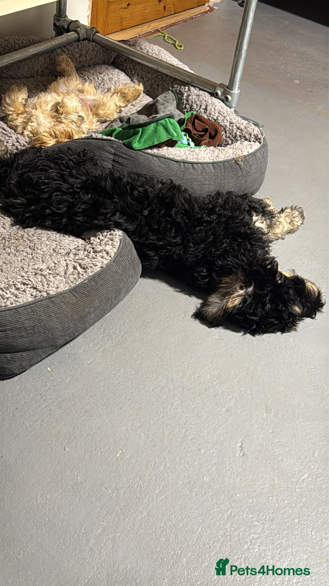 Bernedoodle dogs for sale: Beautiful Young Bernedoodle - Full of Love - Image 3