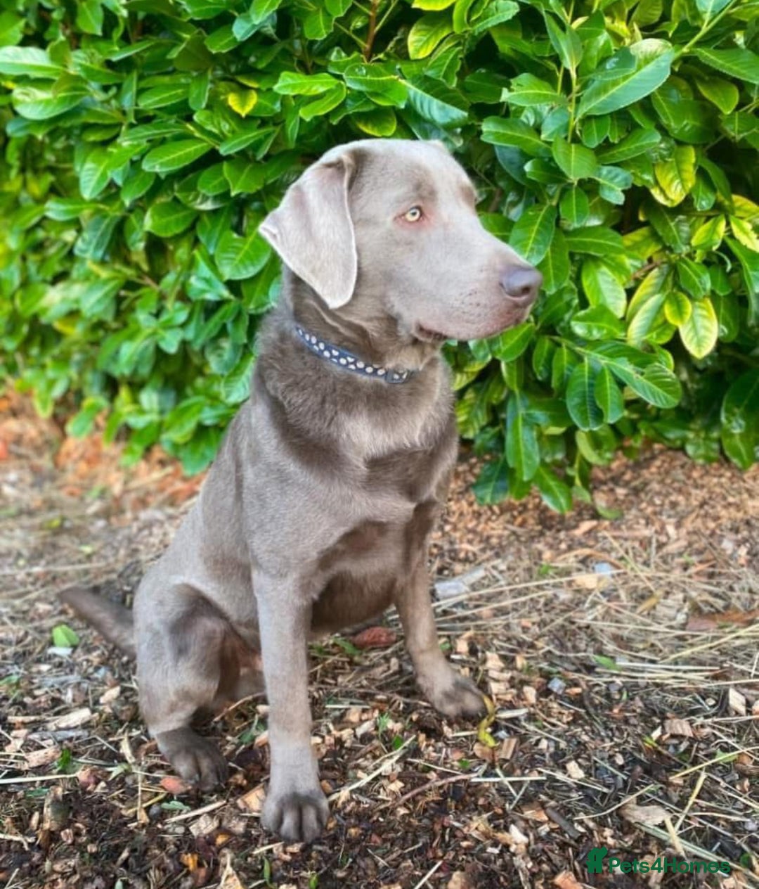 Labrador Retriever dogs for sale: Kc registered silver labs, health tested parents - Image 12