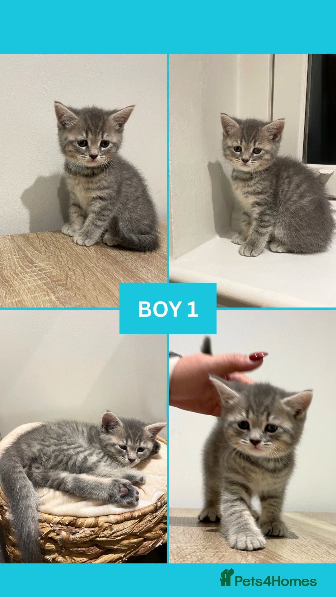 British Shorthair cats for sale: Beautiful Kittens- British Shorthair X Maine Coon - Advert 13