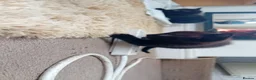 Mixed Breed cats for sale: 3 lively kittens looking a new home - Advert 2