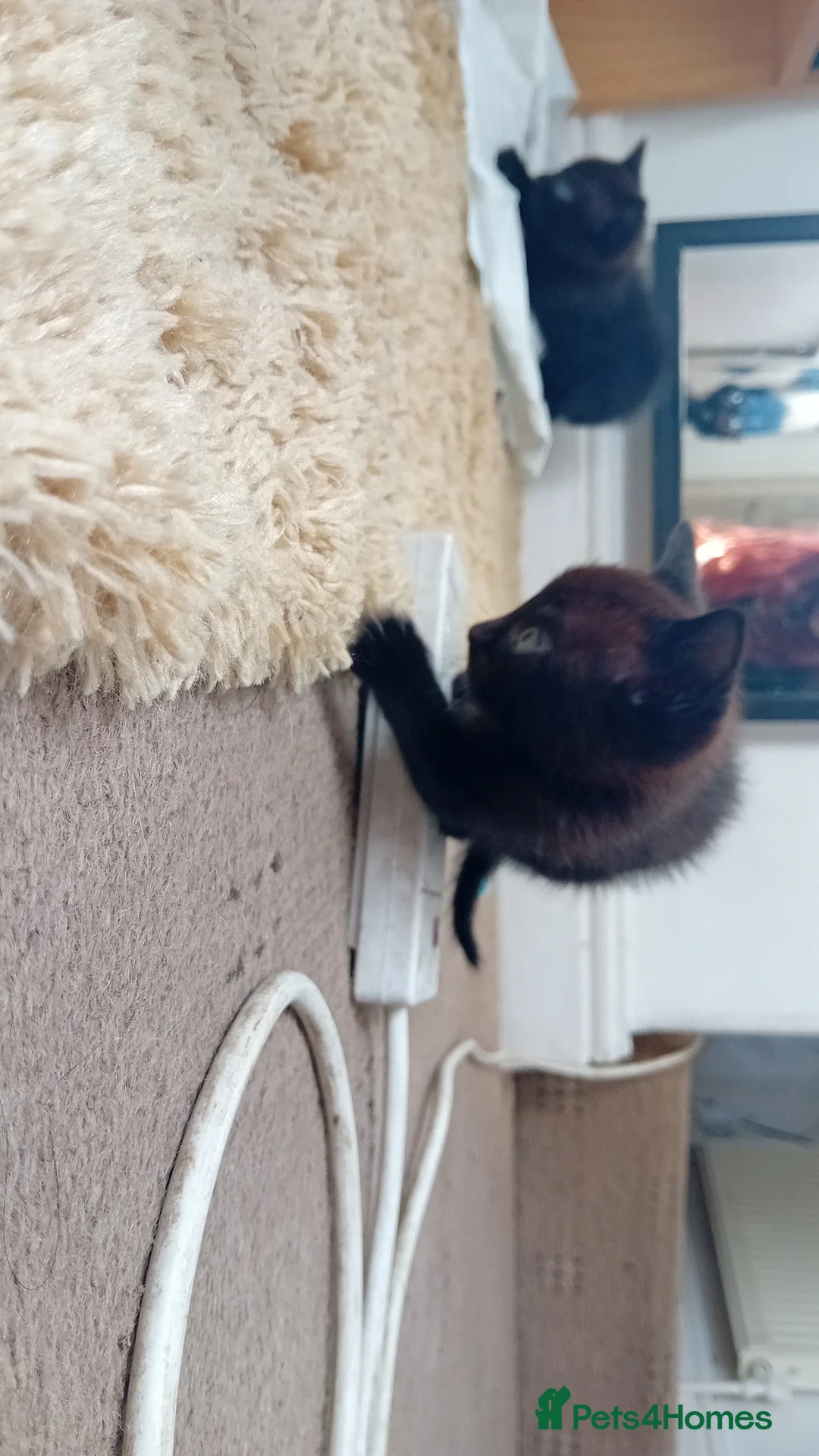 Mixed Breed cats for sale: 3 lively kittens looking a new home - Advert 2
