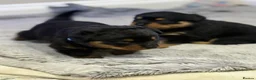 Rottweiler dogs for sale: Chunky Rottweilers  - Advert 3