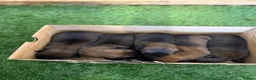 Belgian Shepherd Dog dogs for sale: DARK KC REG BELGIAN MALINOIS PUPPIES - Advert 10