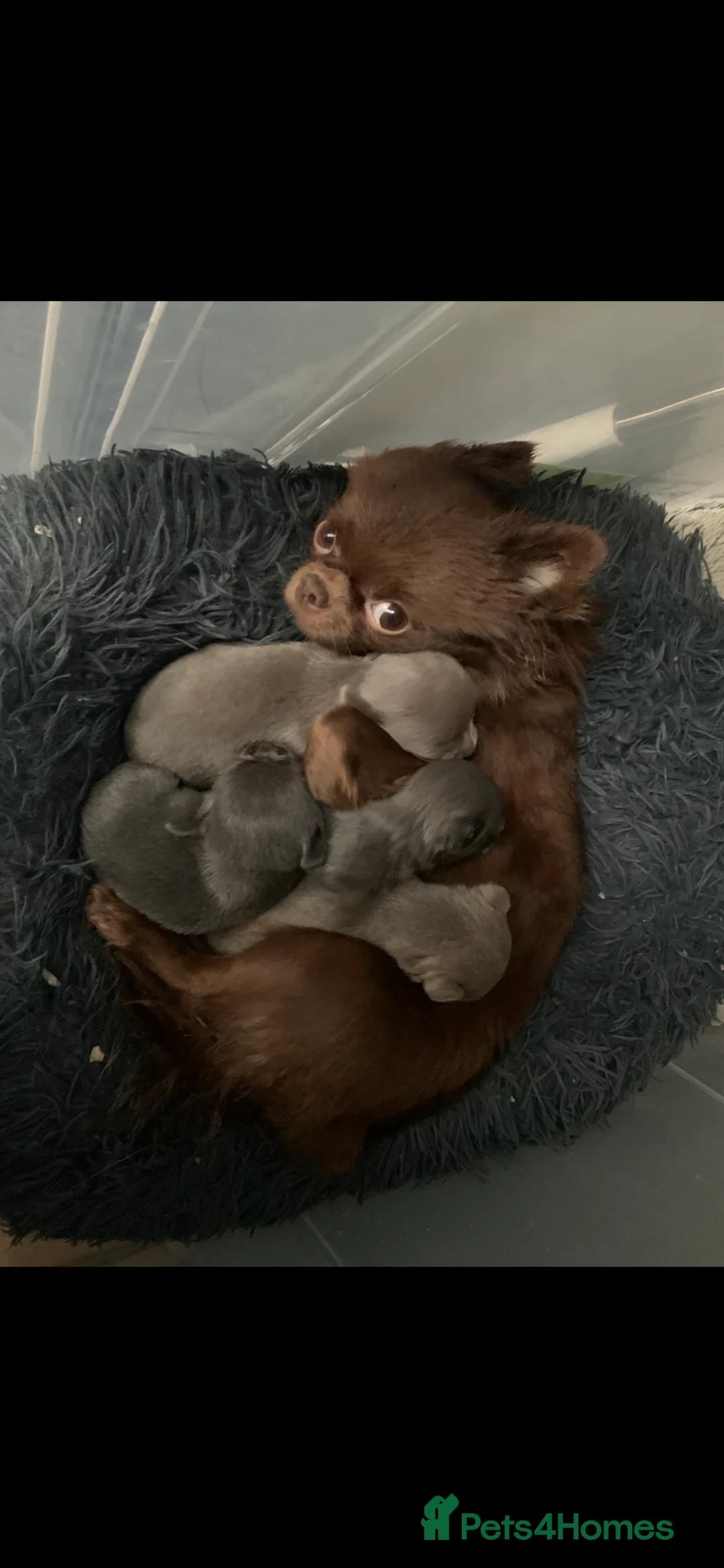 Chihuahua dogs for sale: Chihuahua pedigree 0% related parents in Leeds - Advert 2