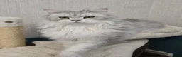 Maine Coon cats for sale: STUNNING RARE Maine Coons Shaded Shell Silver - Advert 27