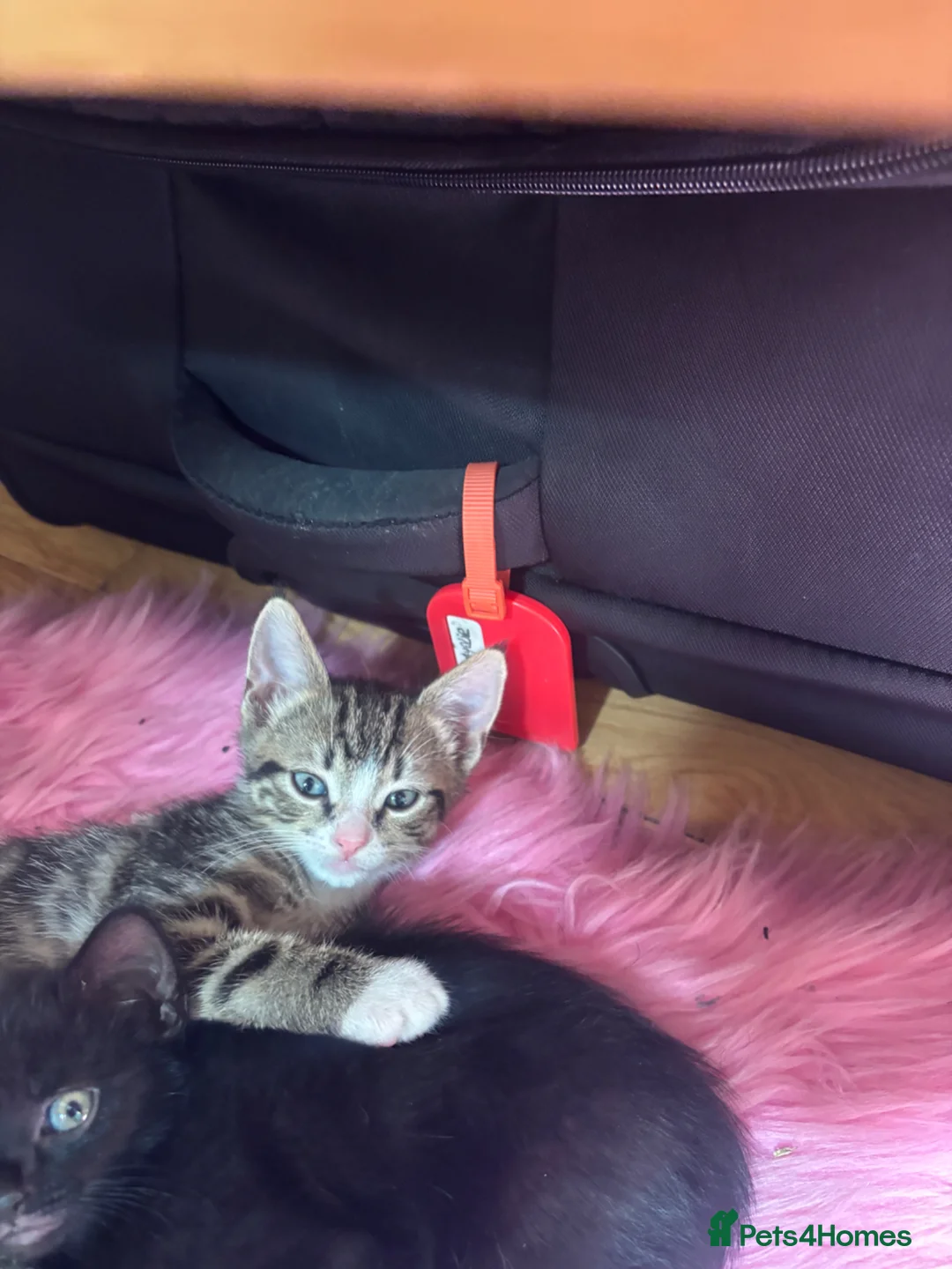 Mixed Breed cats for sale: Female tabby kitten  in Nottingham - Advert 4