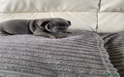 Mixed Breed dogs for sale: Mixed breed French and English bulldog - Image 6