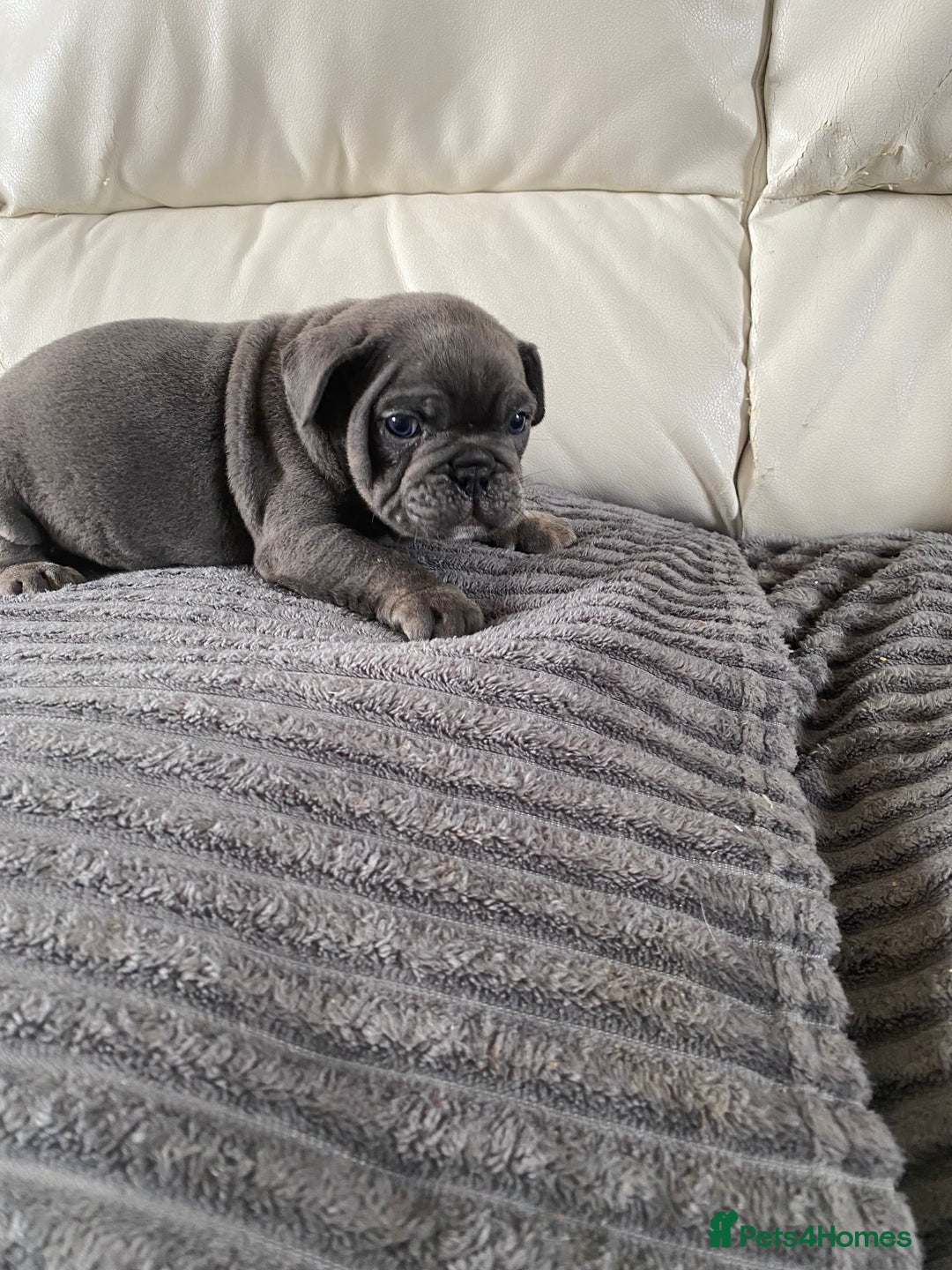 Mixed Breed dogs for sale: Mixed breed French and English bulldog - Image 6