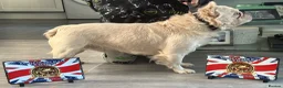 French Bulldog dogs for stud: TeeJay - Fluffy Platinum French Bulldog - Advert 3