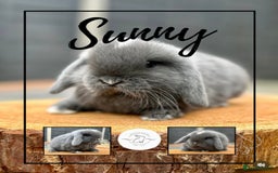 Mini Lop rabbits for sale: Mini lop bunnies looking for forever homes - Image 5