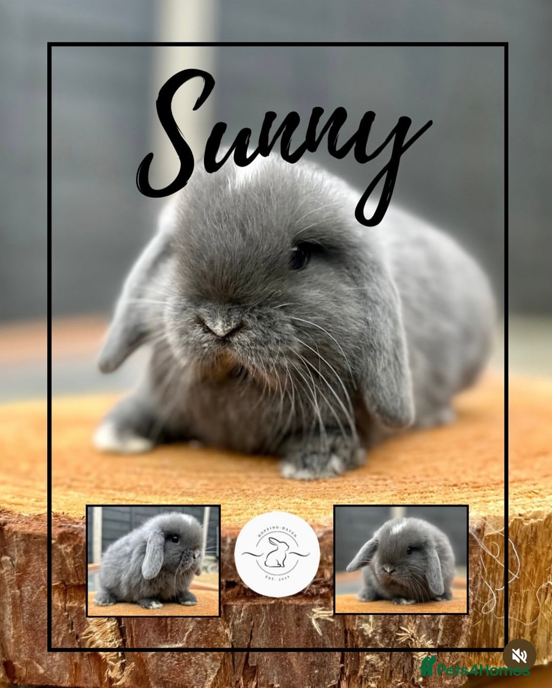Mini Lop rabbits for sale: Mini lop bunnies looking for forever homes - Image 5