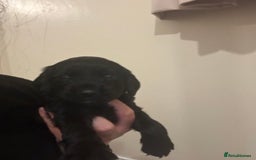 Cocker Spaniel dogs for sale: English cocker spaniel  - Advert 1