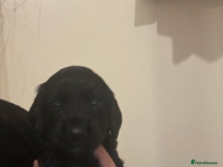 Cocker Spaniel dogs for sale: English cocker spaniel - Advert 1